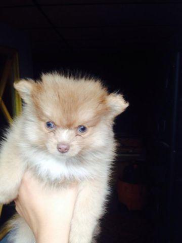 2 Pomeranian puppies for sale!