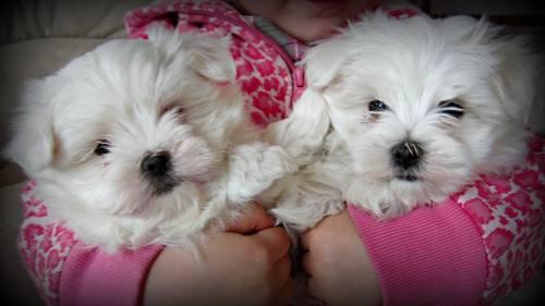 2 Pretty ACA Maltese Puppies