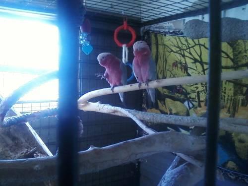 2 Senegal parrots/male and female