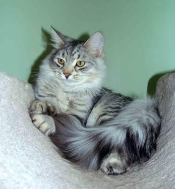 2 Siberian kittens-Silver& Blue Mackerel tabby TICA registered
