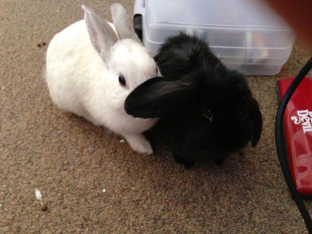 2 small rabbits!