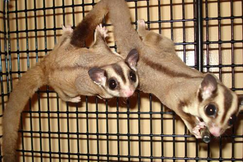 2 Sugar Gliders with Cage and All Accessories