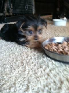 2 Tiny Yorkshire Terriers 10 week old puppies 1M/1F Fully vetted