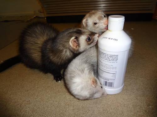 2 very friendly ferrets with cage bedding and all