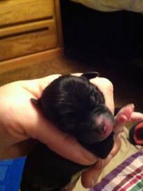 2 week 1 day old chihuahua puppies
