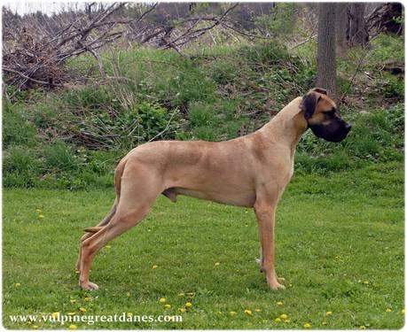 2 year old fawn male Great Dane - Looking for a Pet or Breeding Home