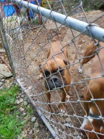 2 yr old boxer frmale