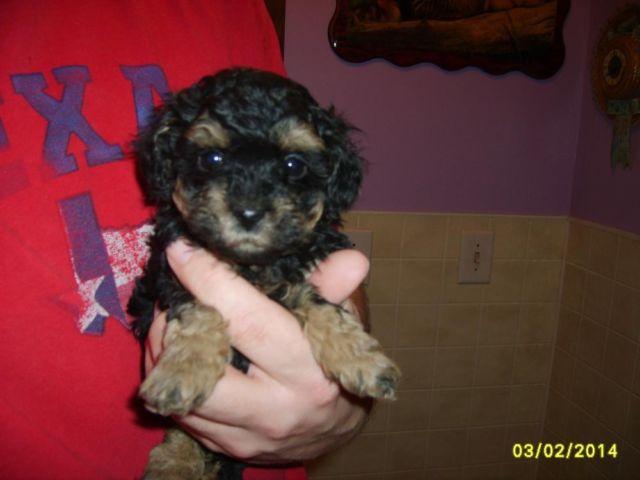3 AKC Tiny Toy Poodle Puppies