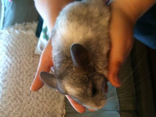 3 Baby Chinchillas for Sale!!