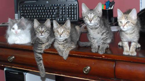 3 Kittens Available