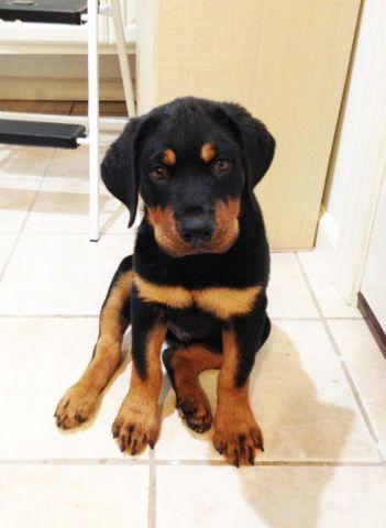 3 Month Rottweiler AKC Shots Up To Date