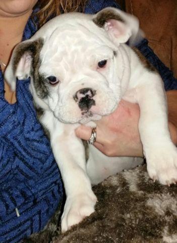 3 olde English bulldogges available