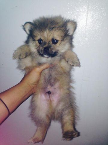 3 Pomeranian puppies for sale!