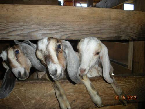 3 Purebred NUBIAN goats