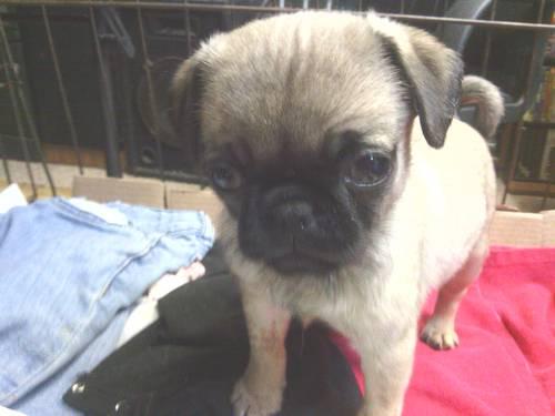 3 Purebred Pug Puppies For Sale - 2 Black Male and 1 Brown Female