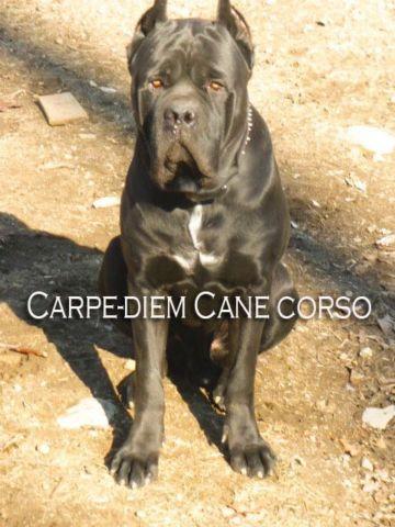 3 YR OLD ADULT MALE CANE CORSO SOLID BLACK.
