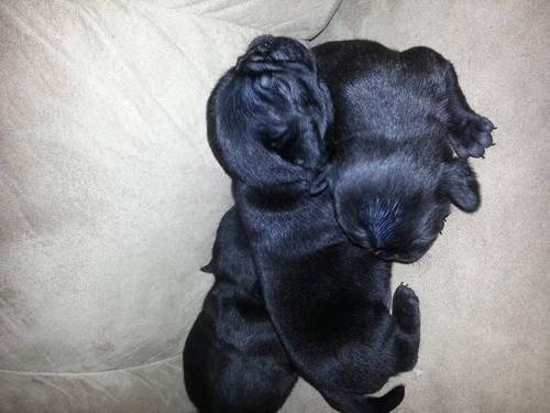 3Cute Black Pug Puppys Left Ready August 10th 2 Female 1 male