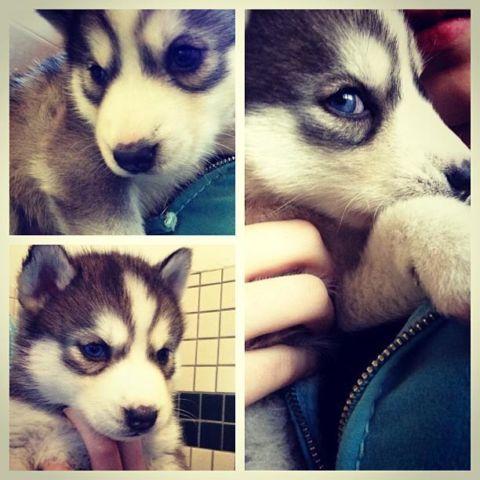 40 yrs The BEST AKC Siberian Husky puppies in NY *Christmas litter*