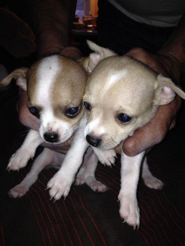 4. 8 week old female chihuahuas for sale