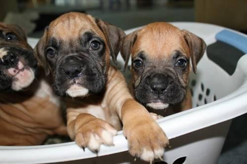 4 BOXER PUPPIES LEFT ! *READY TO GO HOME!*