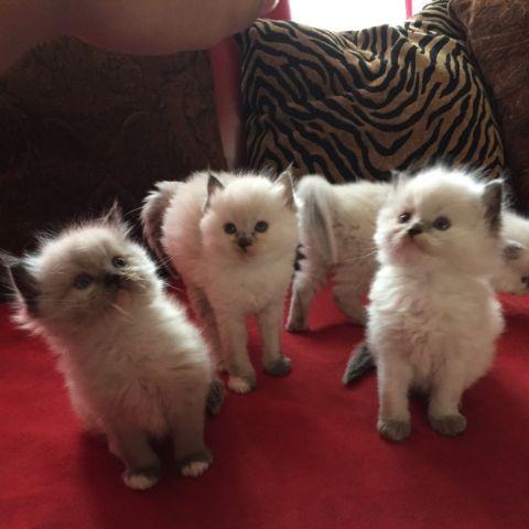 4 Charming, Playful, Purebred Ragdoll Kittens for Sale!!