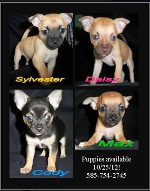 4 Chihuahua puppies, available 10/25 (8 weeks old)