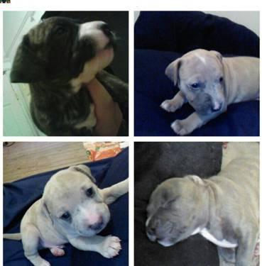 4 merle pit bull puppies - 6 weeks old