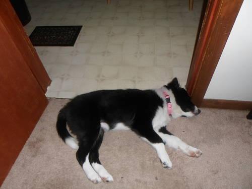 4 month old female border collie