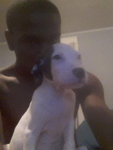 4 month old week olde pitbull puppy low price