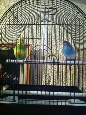 4 parakeets