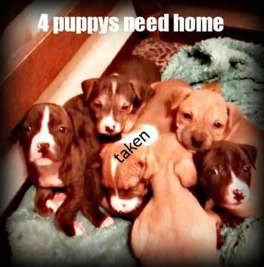 4 Puppys for sale