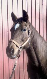 4 Thoroughbred mares for sale or trade