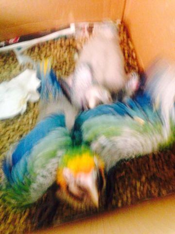 4 week old Catalina macaw. Wholesale price