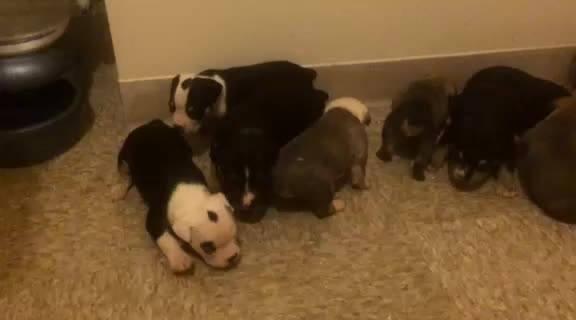 4 weeks old on 8/1 olde english bulldogge puppies