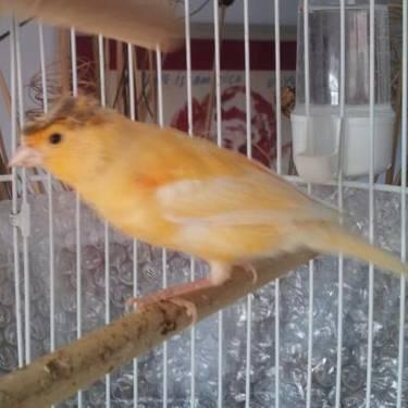 4 YOUNG CANARIES FO R $150