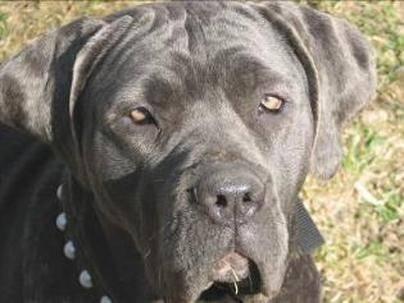 4 yr old Cane Corso female- NOT FOR BREEDING