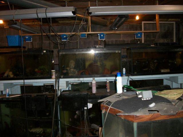 50+ AQUARIUMS!!COMPLETE FISHROOM W/ FISH/CRAYFISH AND ALL SUPPLIES