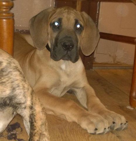 50% EURO AKC Great Dane Puppy FAWN MALE Ready to go !!!