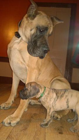 50% EURO Great Dane Pups Full AKC , FAWNS & BRINDLES . Ready to go !!!