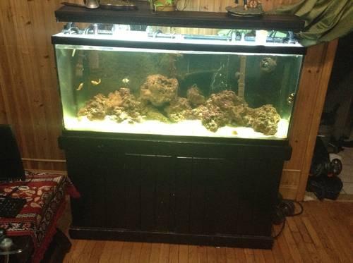 55 gallon Salt water Tank fish