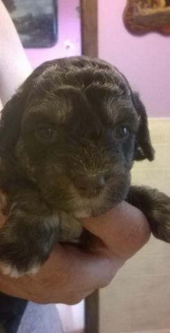 5 AKC Toy Poodle Puppies