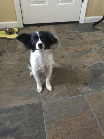 5 month old AKC papillon puppy