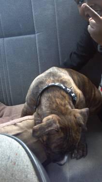 5 month old brindle pitbull pup