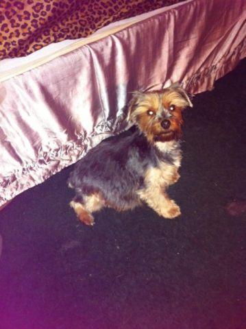 5 purbred yorkie puppies
