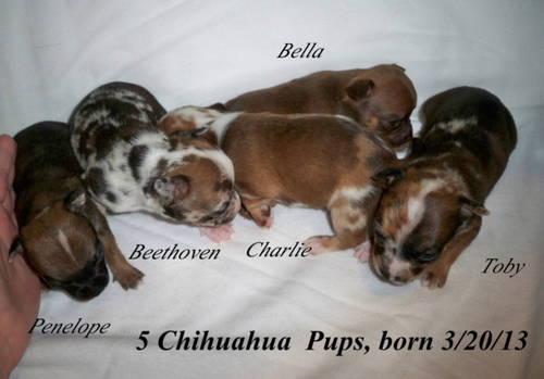 5 Purebred Chihuahua puppies, will be available at 8 weeks! (5/15)