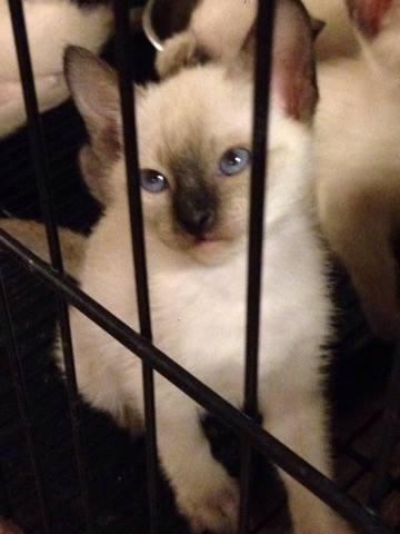 5 Siamese kittens ready for new homes