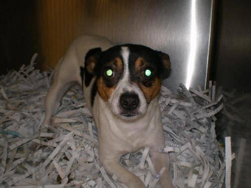 5 year Jack Russell Terrier