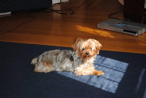 5 year old Yorkshire Terrier - free to good home