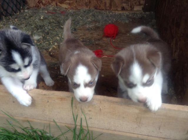 5wk Purebred Husky Puppies