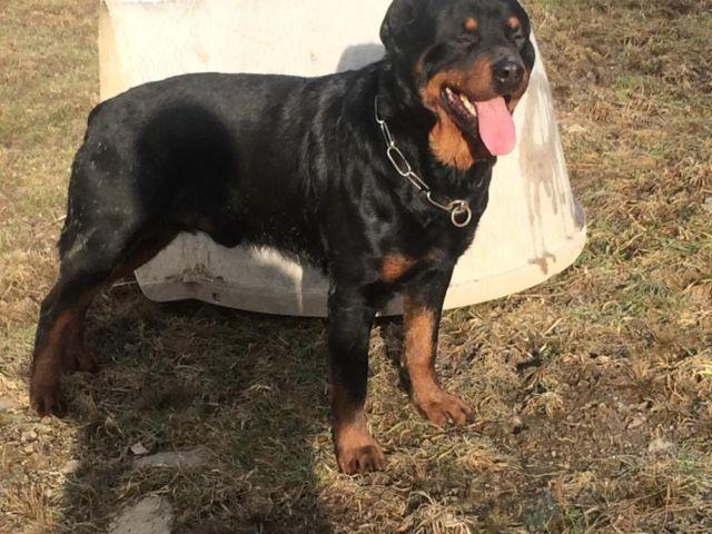 5yr proven Rottweiler stud for sale